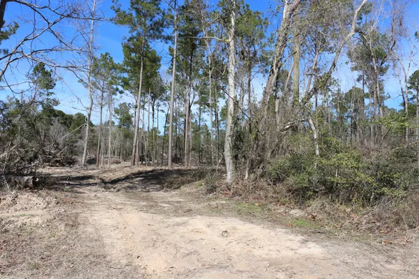 a view of a yard with trees
