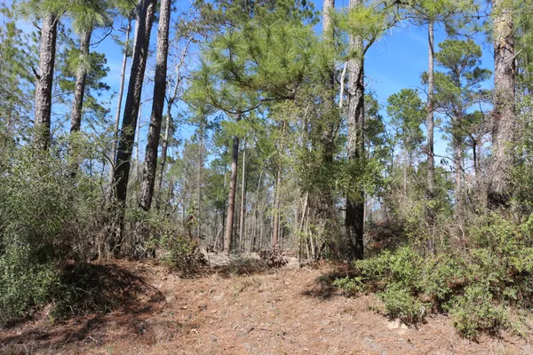 a view of a yard with trees