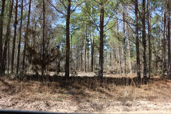 a view of a forest with a tree in the background