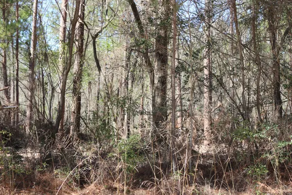 a view of forest