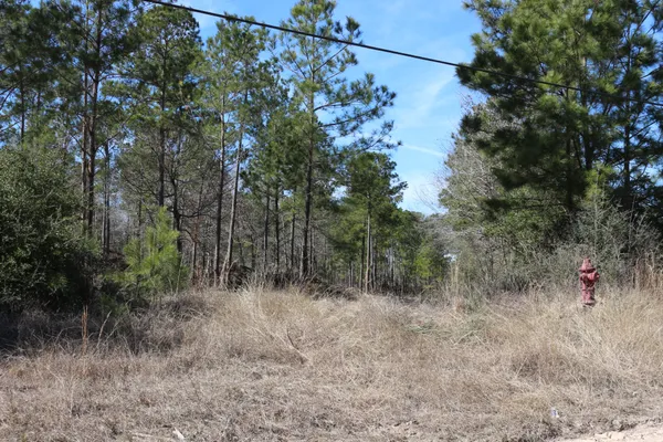 a view of a forest with trees in the background