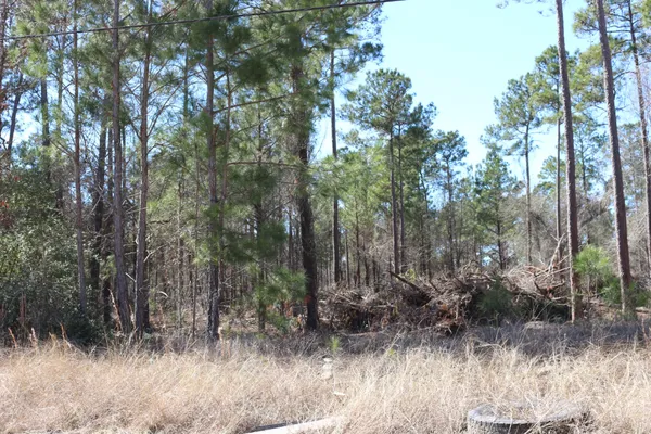 a view of a forest filled with trees