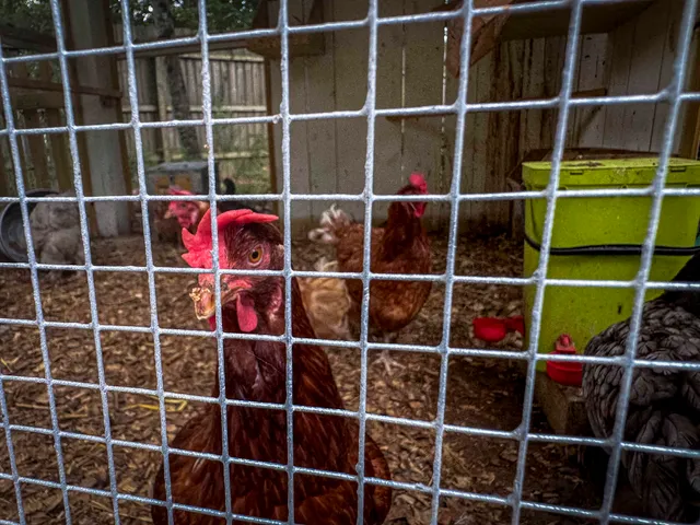 $1,149,000 | 3841 Fault Line Drive, Ladson, SC 29456