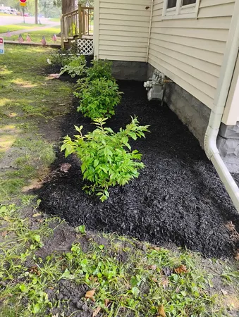a view of a backyard with plants