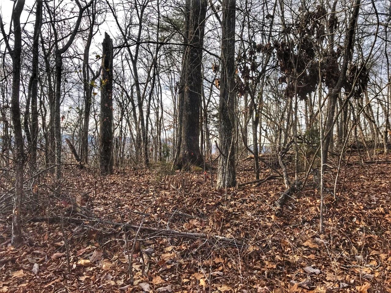 514 Riverview Drive Jasper, TN 37347 - Photo 4 of 8 WOODED LOT