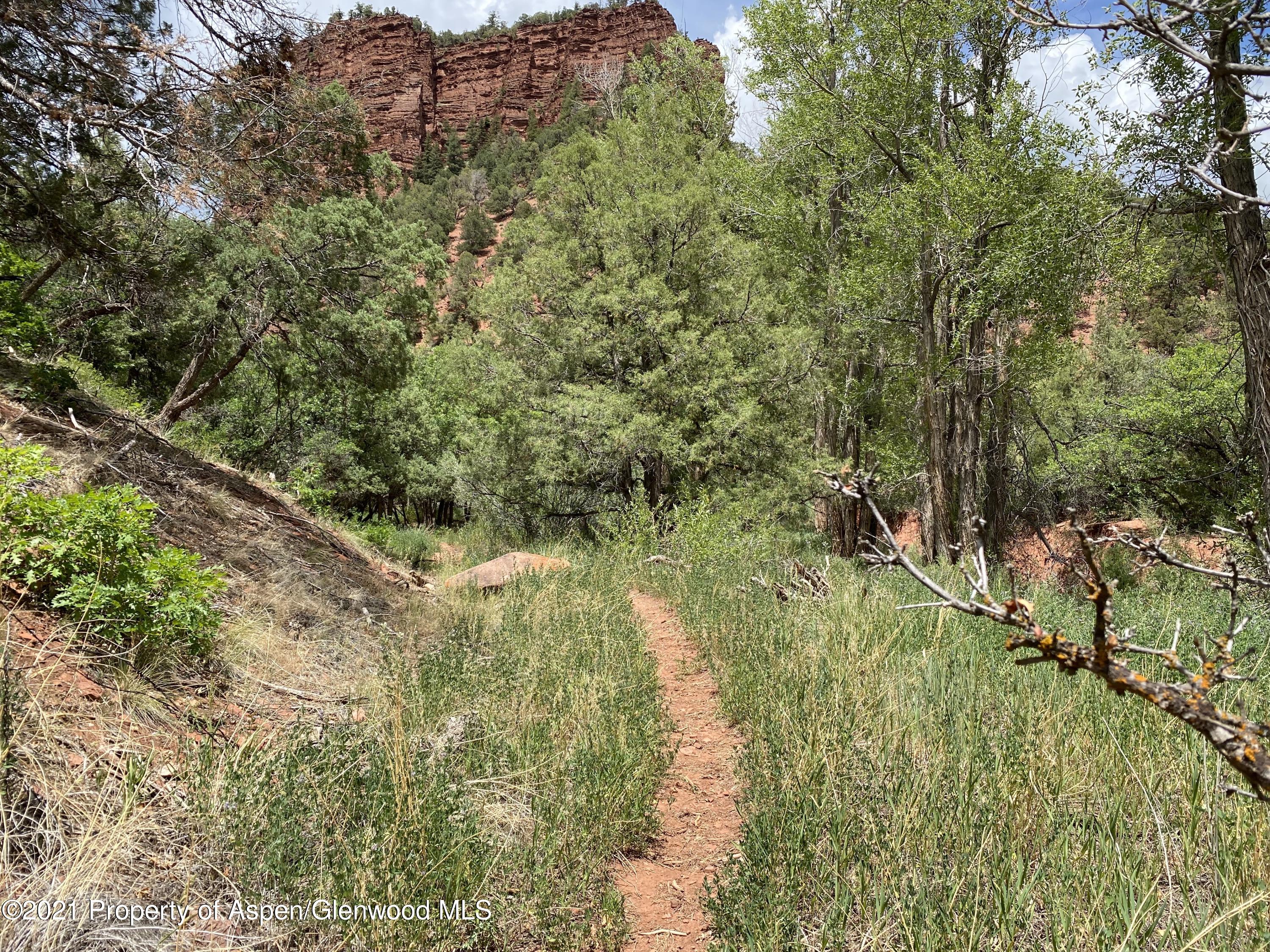 1200 Frying Pan Road Basalt, CO 81621 - Photo 26 of 29 a view of a lush green forest with large trees