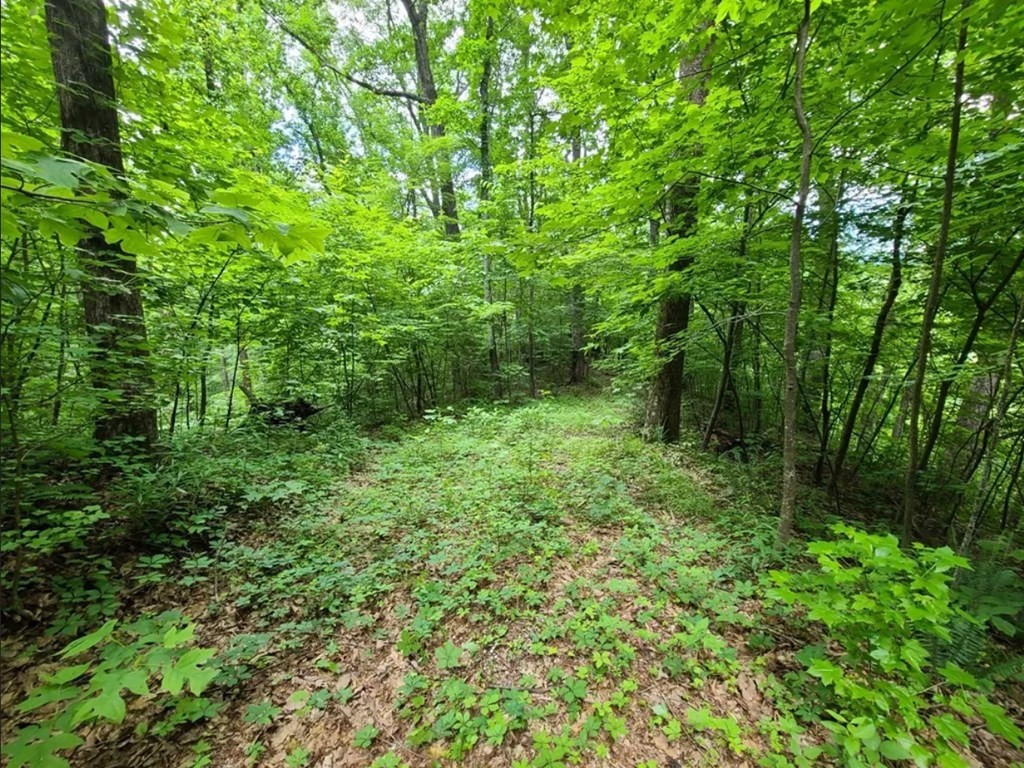 28 Sonshine Ridge Road Cosby, TN 37722 - Photo 10 of 21 Gallery Image 10