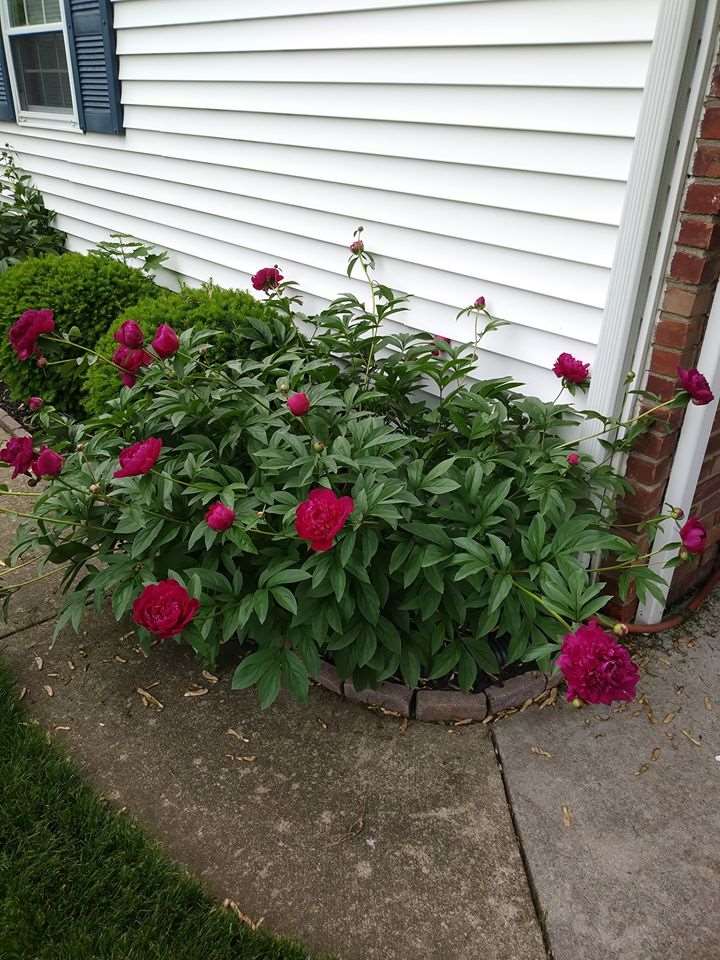 413 Old Bridge Road Grand Blanc, MI 48439 - Photo 49 of 49 Lovely Color