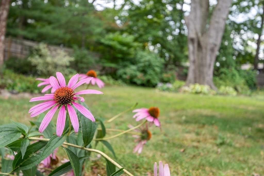 2 Putnam Road Bedford, MA 01730 - Photo 36 of 41 Gallery Image 36