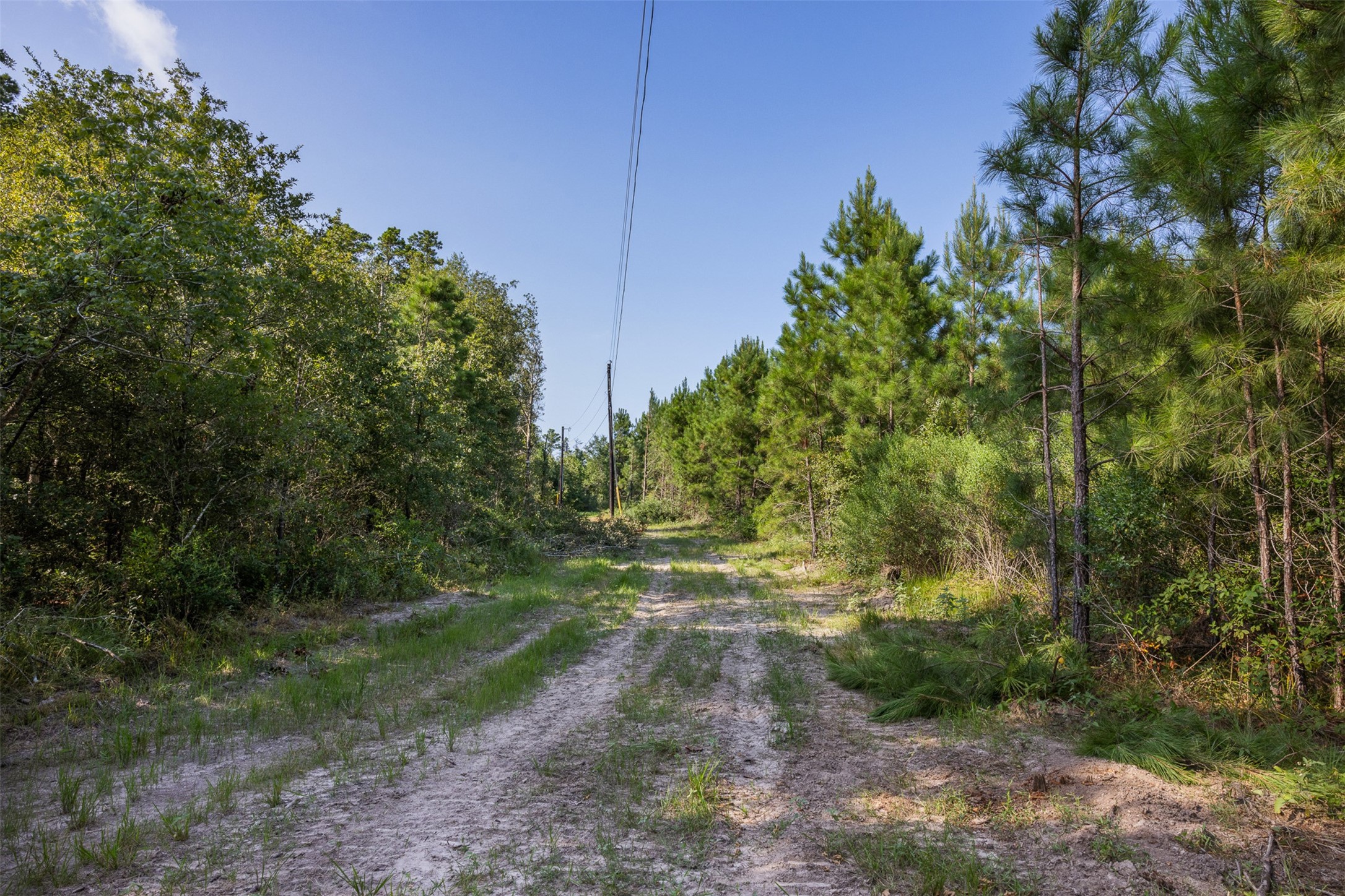 109 Old Sign Road Midway, TX 75852 - Photo 13 of 33 a view of a yard with plants and trees