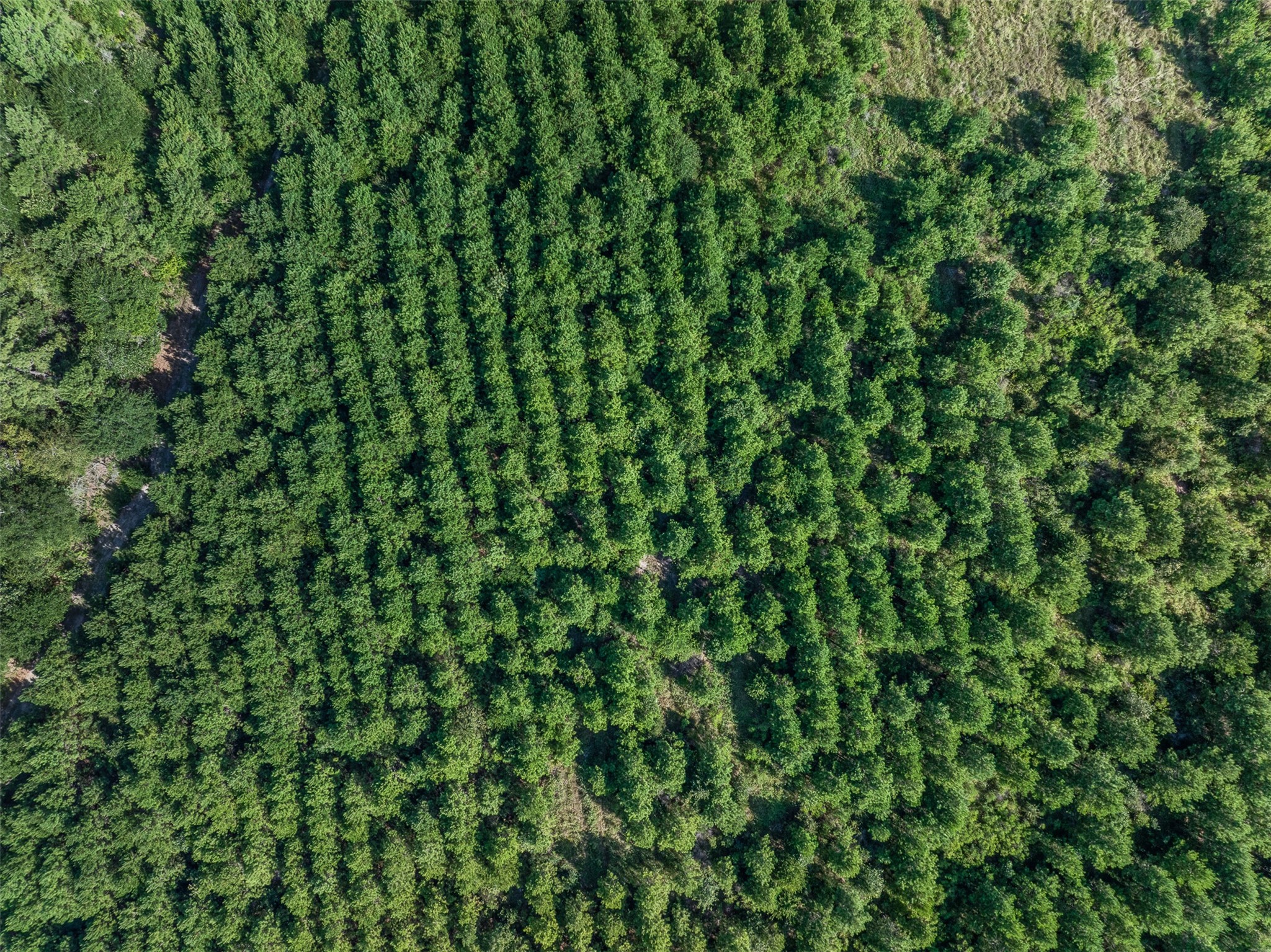 109 Old Sign Road Midway, TX 75852 - Photo 18 of 33 a view of a lush green forest