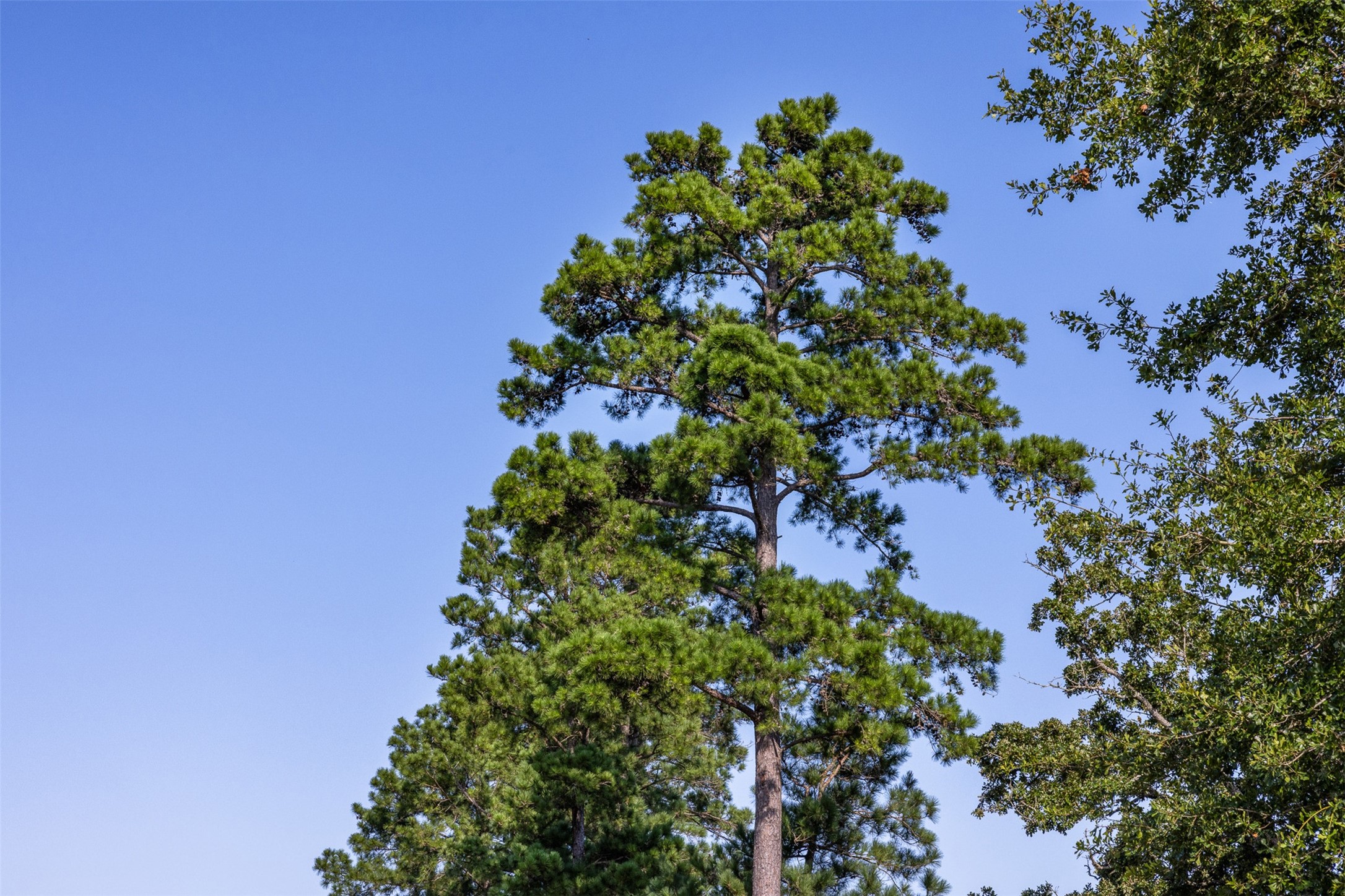 109 Old Sign Road Midway, TX 75852 - Photo 33 of 33