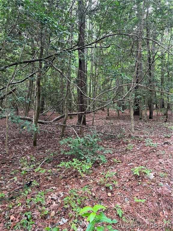 41-ac Ridgefield Road Mathews, VA 23109 - Photo 5 of 5 View of mother earth's splendor
