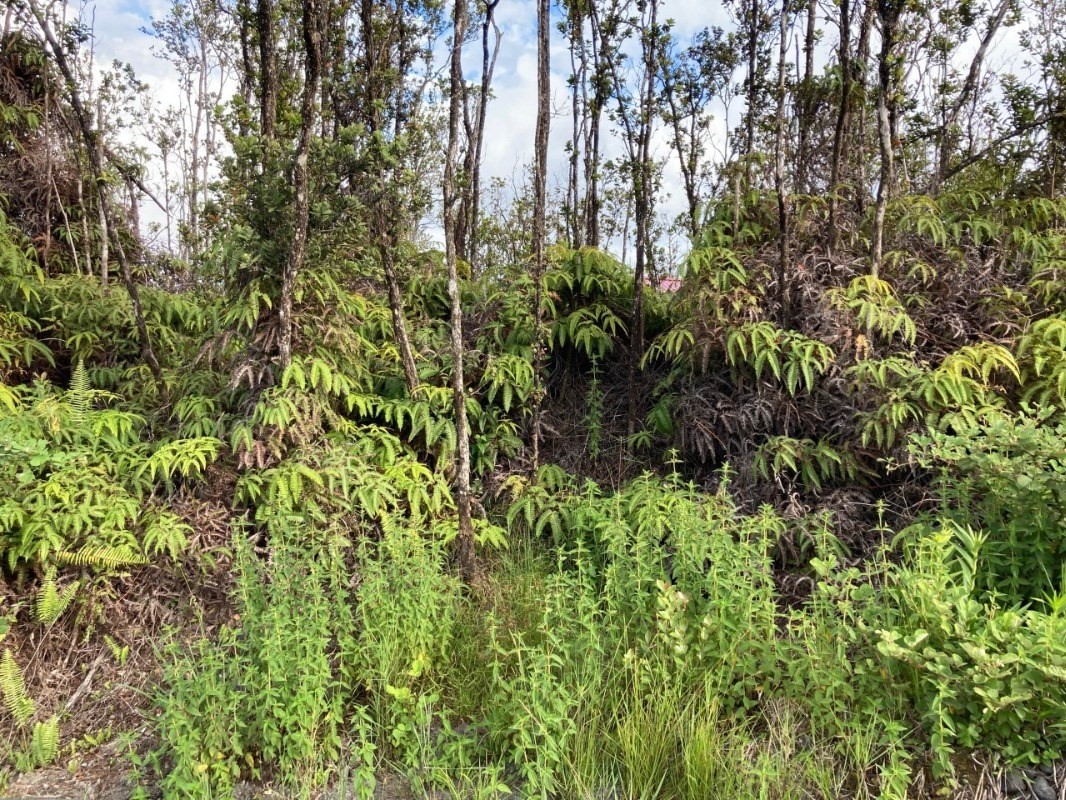 78 Ohialani Road Mountain View, HI 96771 - Photo 4 of 4