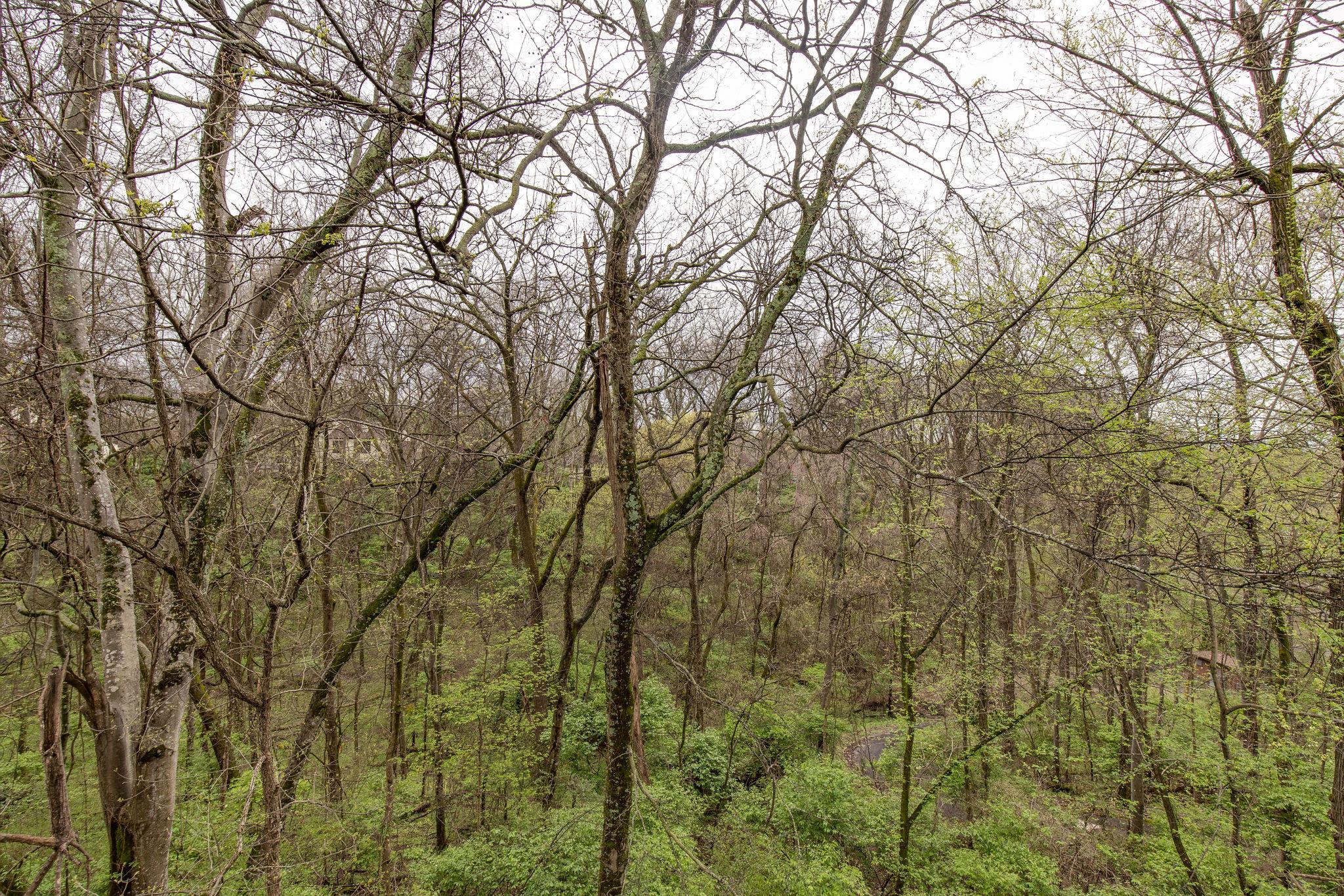 231 Green Harbor Road, Unit 92 Old Hickory, TN 37138 - Photo 28 of 30 a backyard of a house with lots of trees