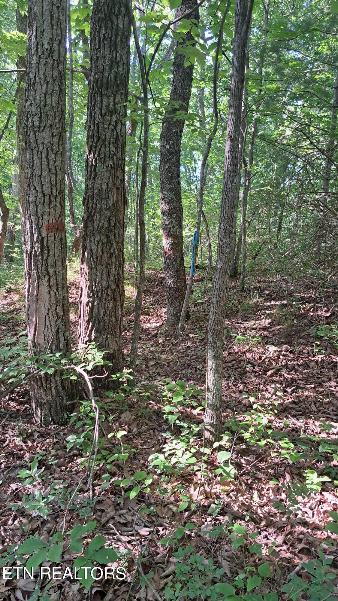 Airport Road Rockwood, TN 37854 - Photo 11 of 33 20240606_171654