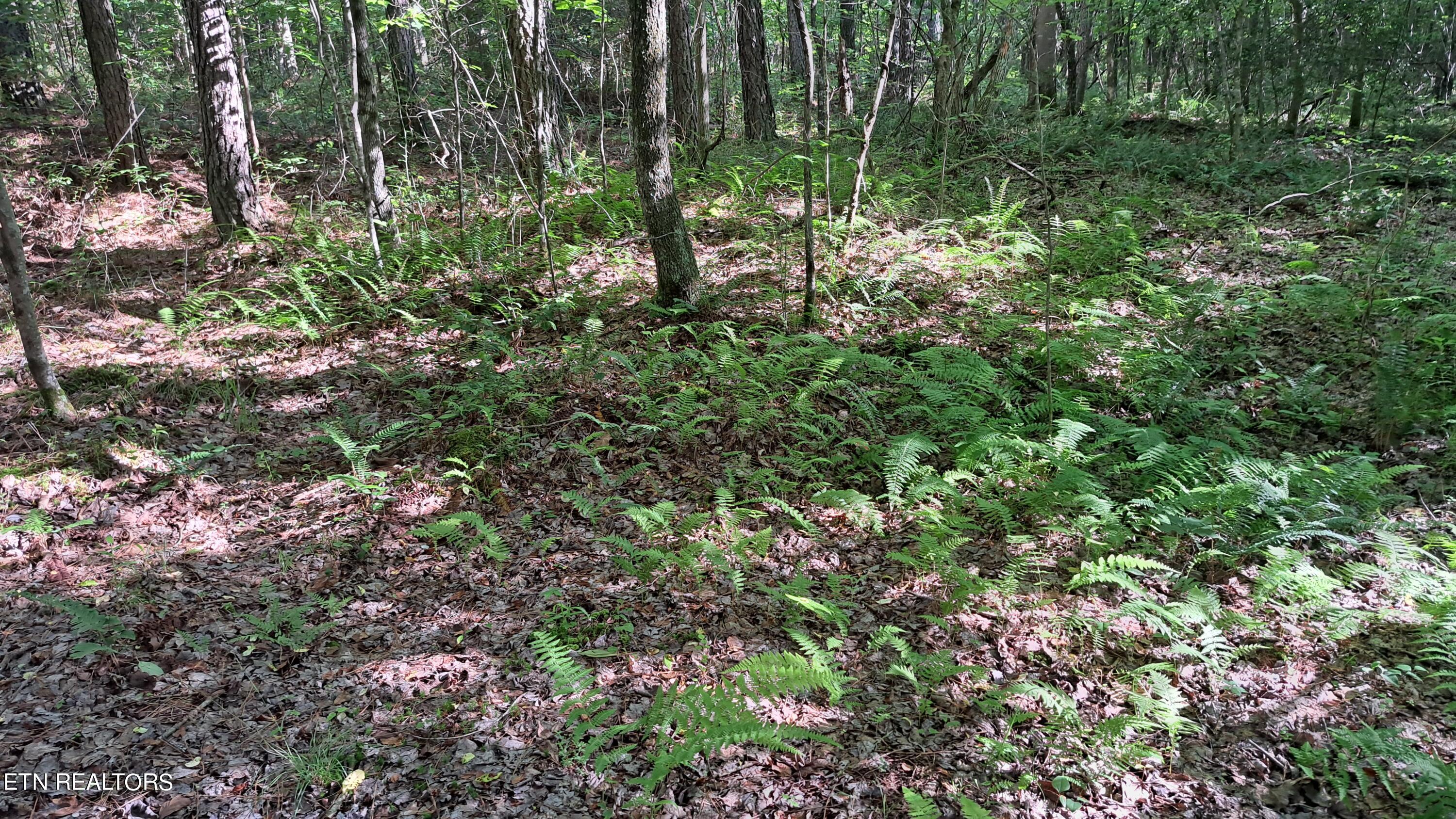 Airport Road Rockwood, TN 37854 - Photo 12 of 33 20240606_171234