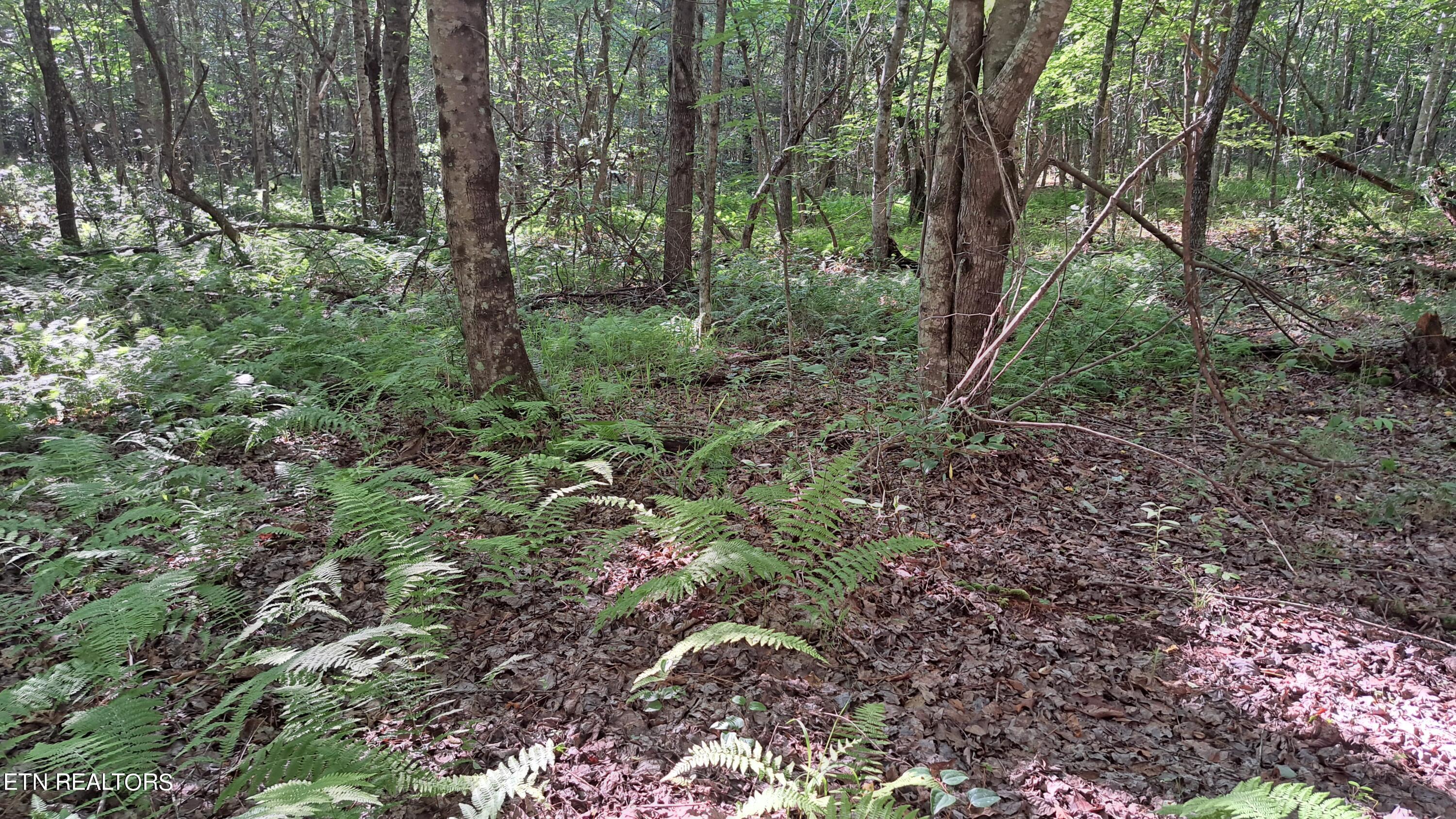 Airport Road Rockwood, TN 37854 - Photo 13 of 33 20240606_171242