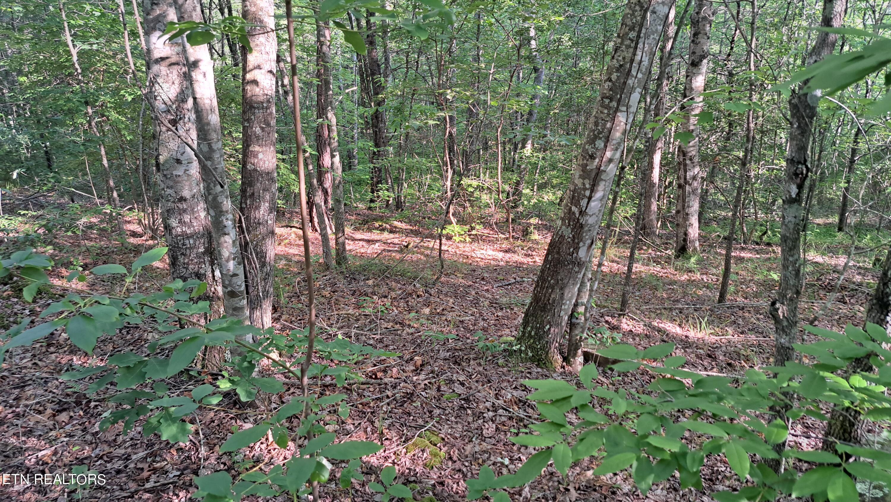 Airport Road Rockwood, TN 37854 - Photo 14 of 33 20240606_174234