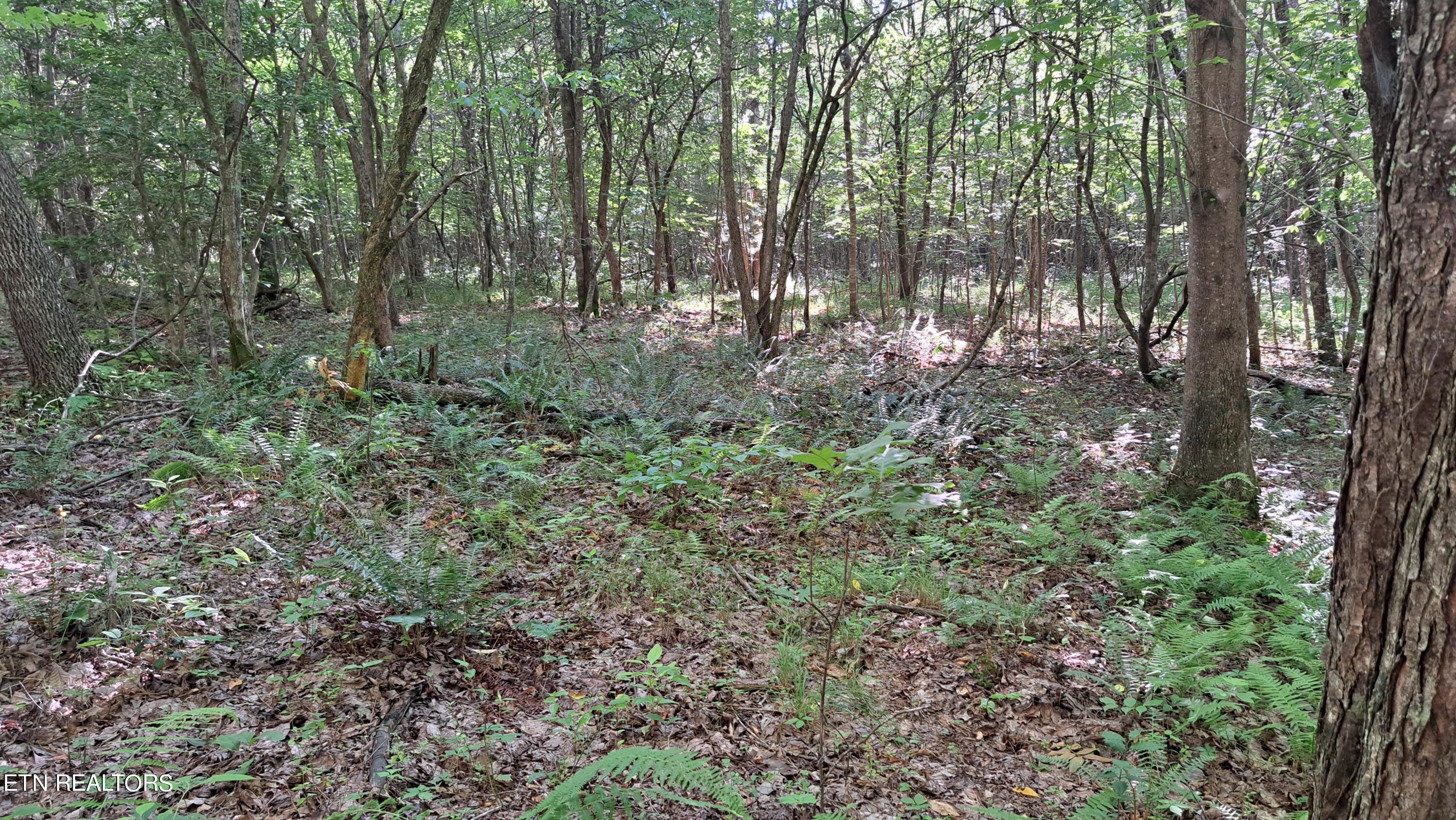 Airport Road Rockwood, TN 37854 - Photo 15 of 33 20240606_171302