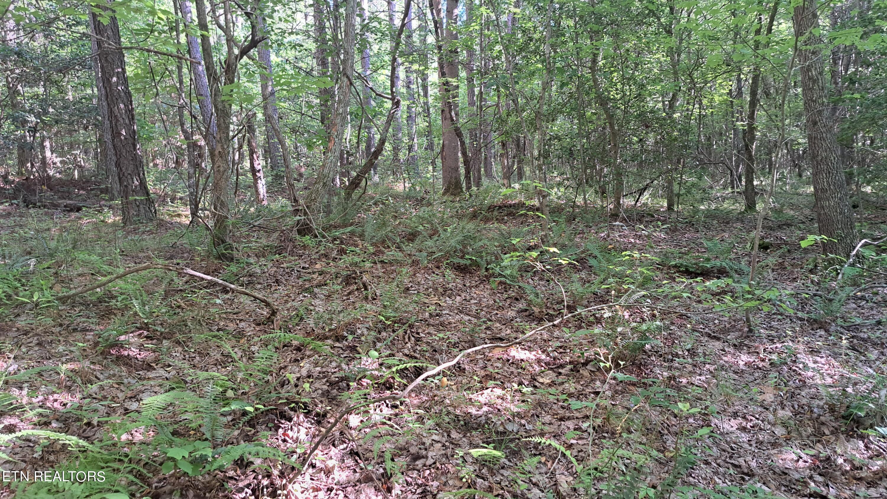 Airport Road Rockwood, TN 37854 - Photo 16 of 33 20240606_171305