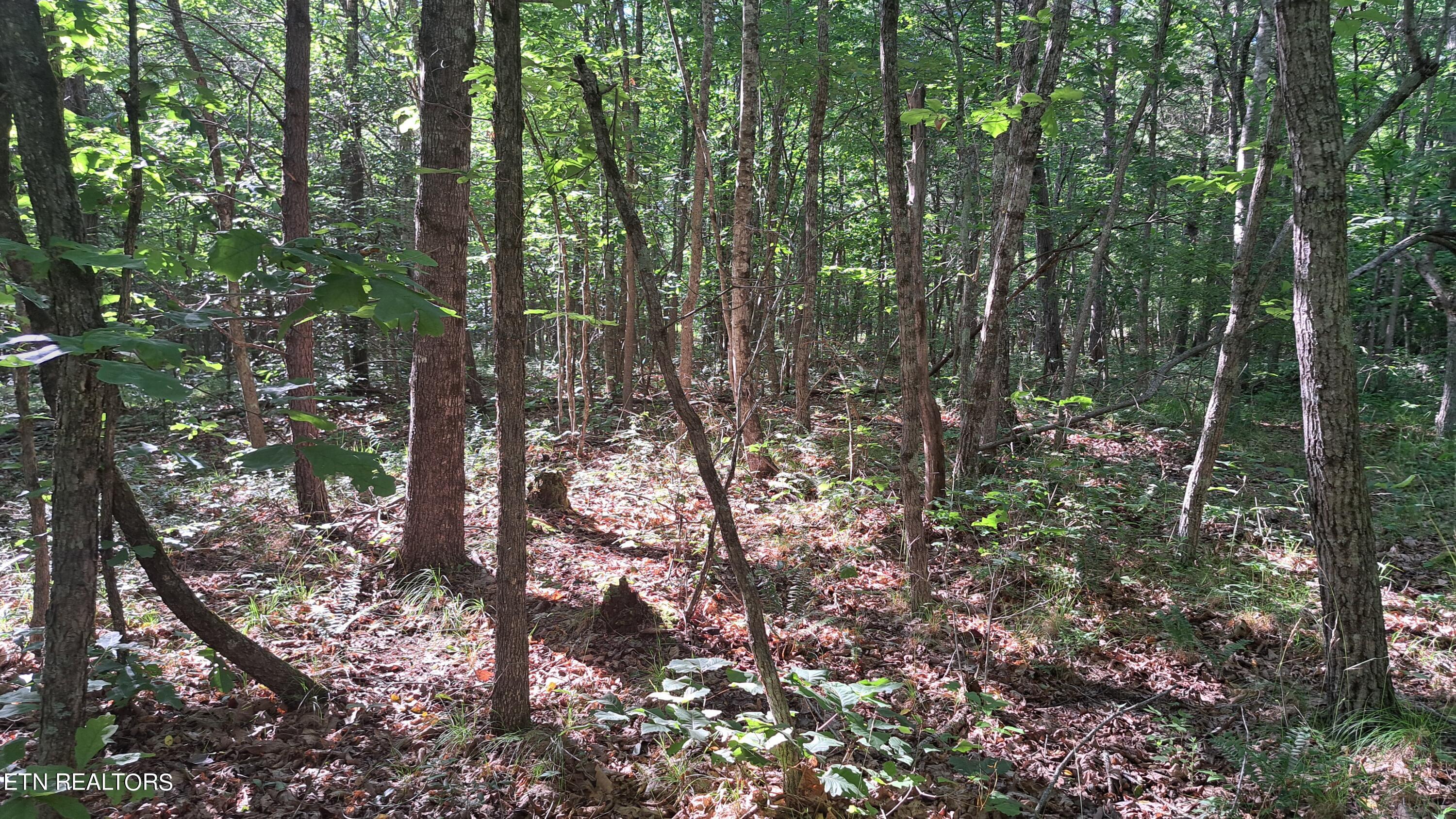 Airport Road Rockwood, TN 37854 - Photo 17 of 33 20240606_171410