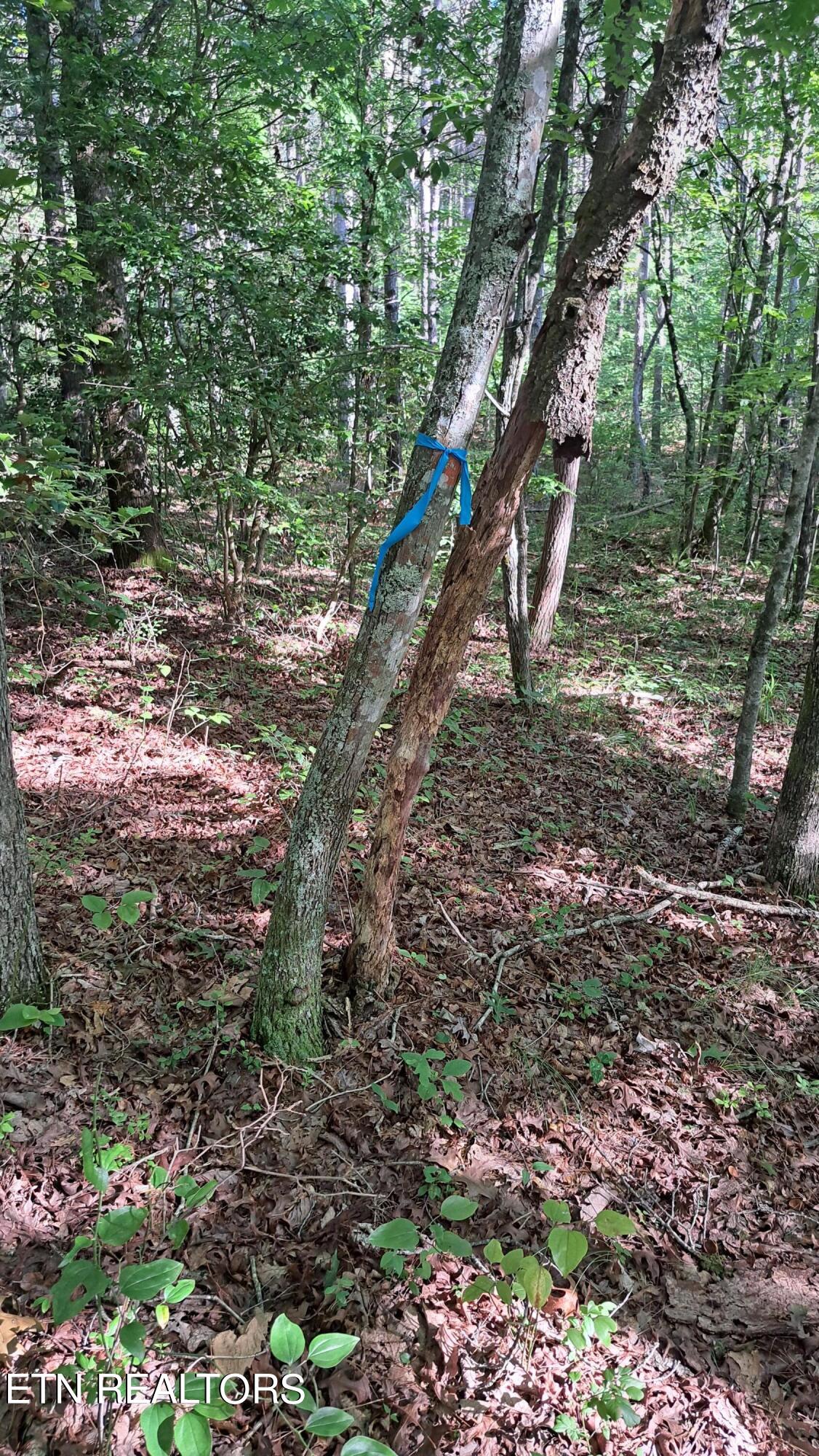 Airport Road Rockwood, TN 37854 - Photo 18 of 33 20240606_171120