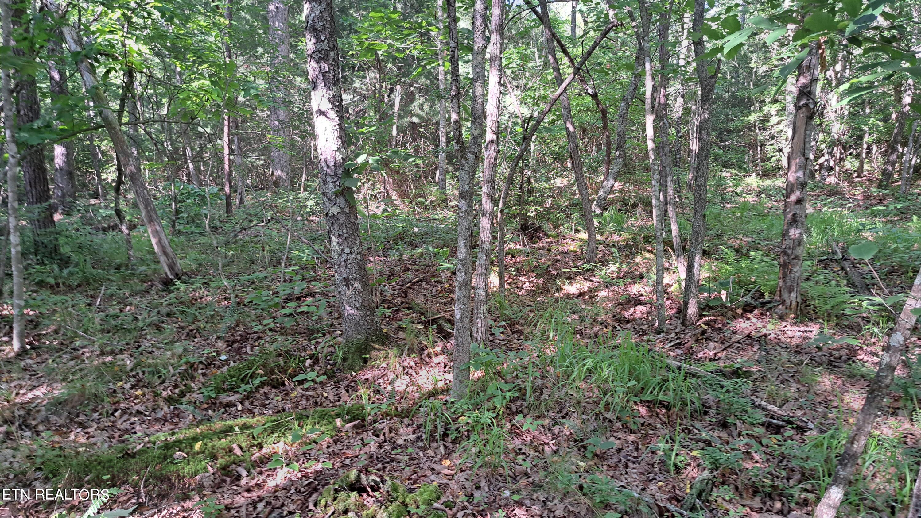 Airport Road Rockwood, TN 37854 - Photo 20 of 33 20240606_171418