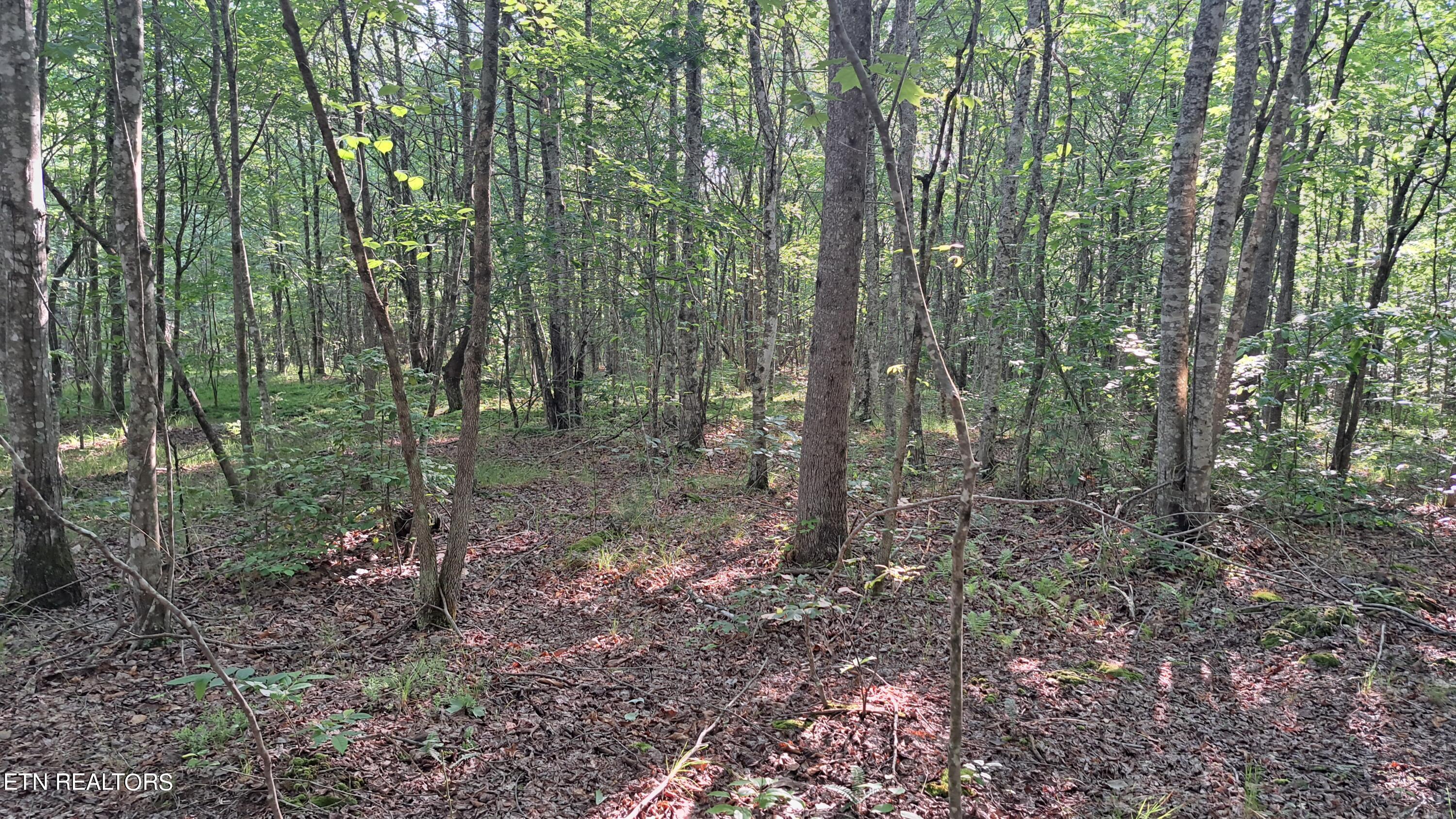 Airport Road Rockwood, TN 37854 - Photo 2 of 33 20240606_174200