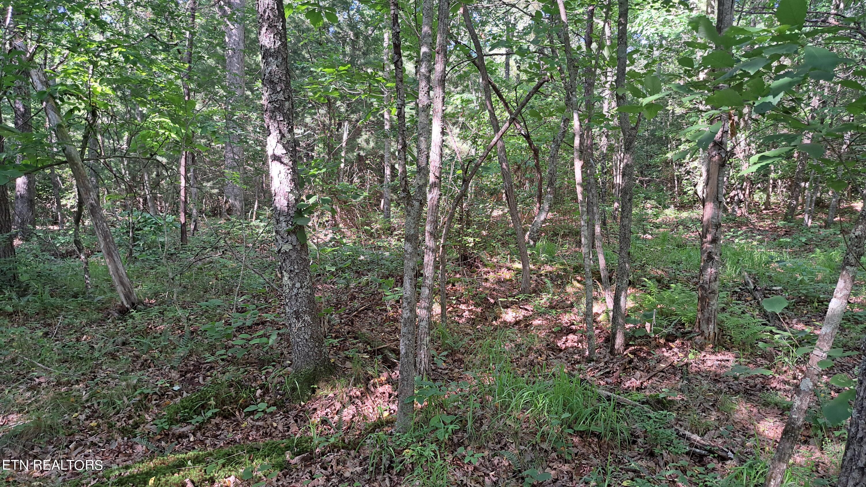 Airport Road Rockwood, TN 37854 - Photo 21 of 33 20240606_171423