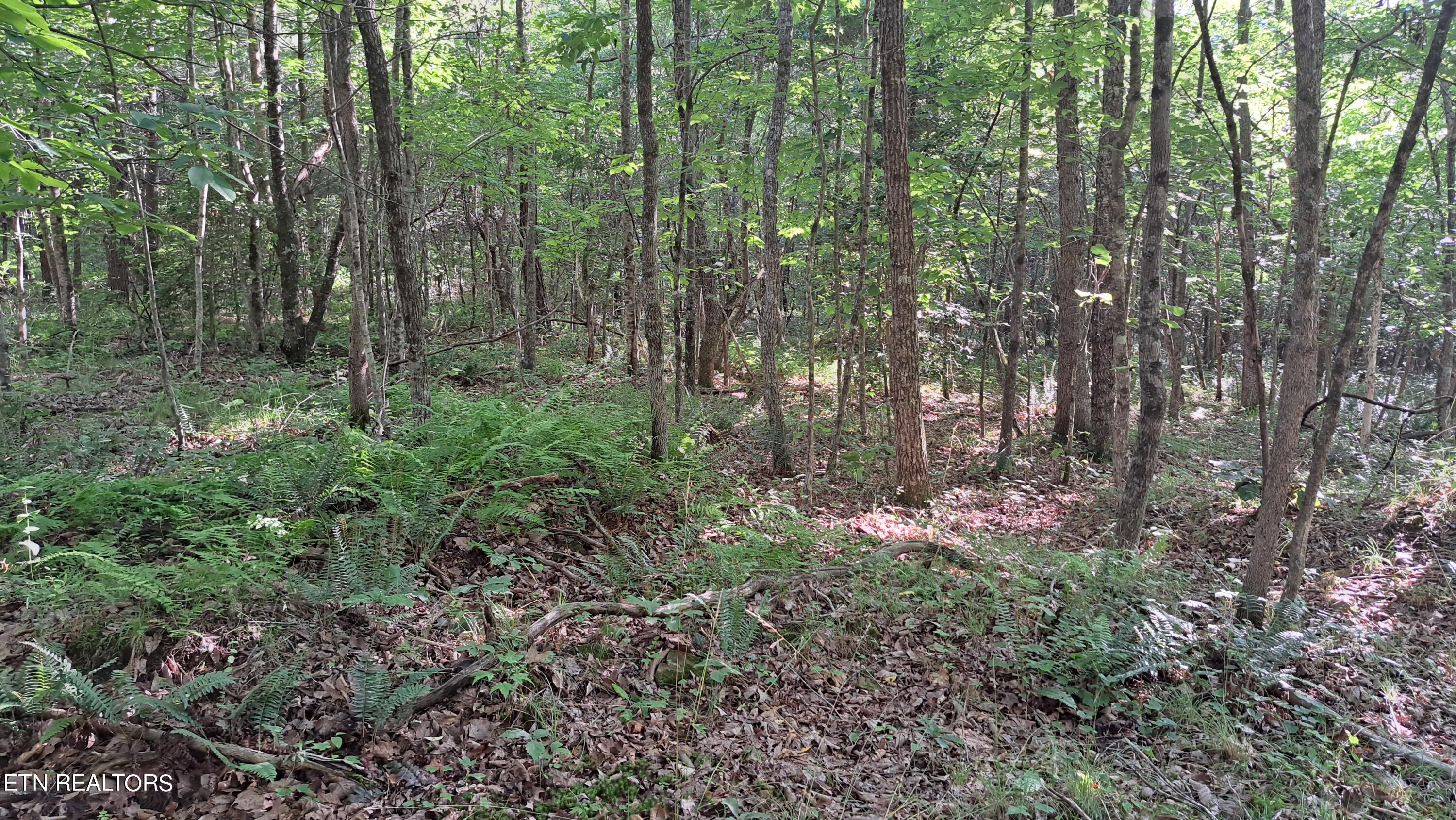 Airport Road Rockwood, TN 37854 - Photo 23 of 33 20240606_171718