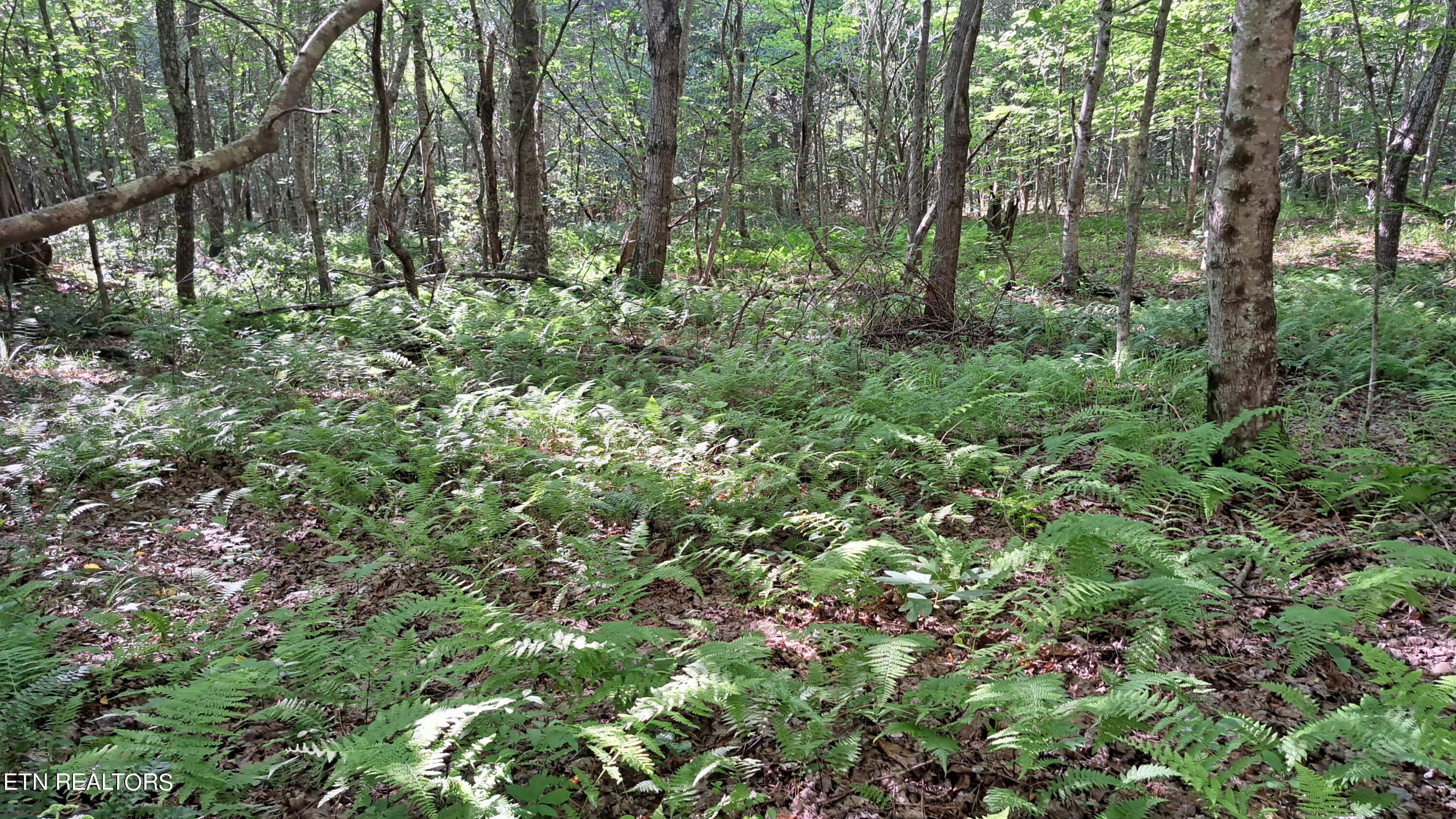 Airport Road Rockwood, TN 37854 - Photo 24 of 33 20240606_171254