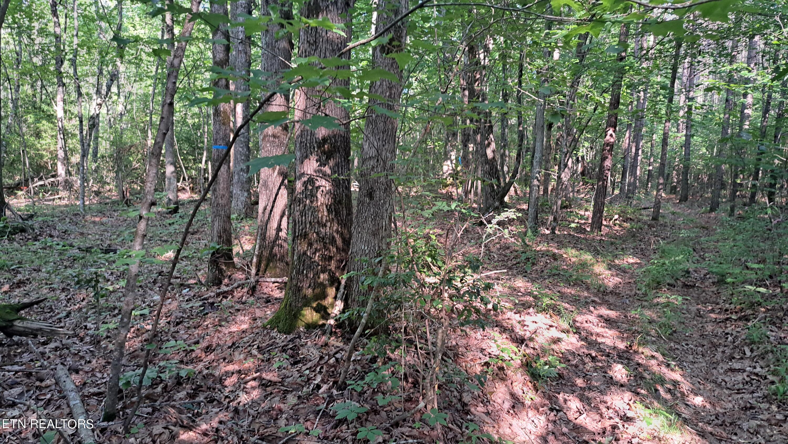 Airport Road Rockwood, TN 37854 - Photo 25 of 33 20240606_173458