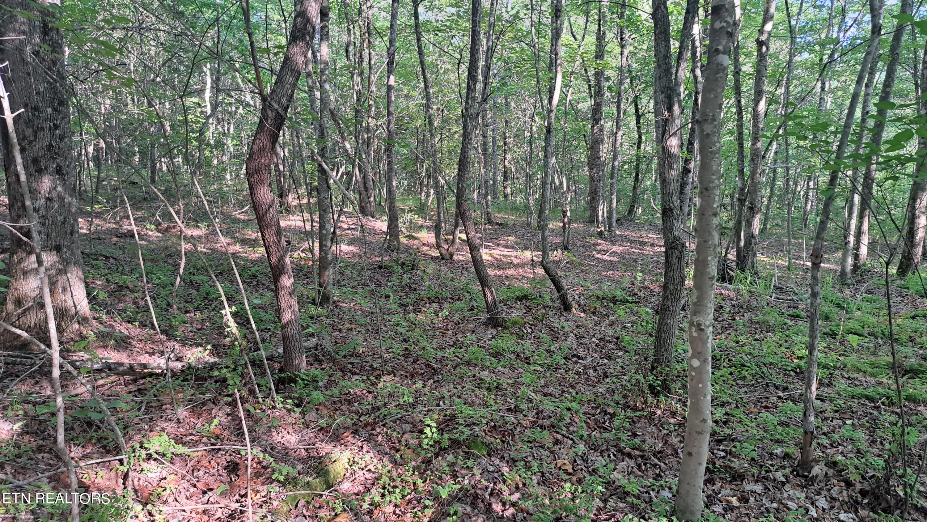 Airport Road Rockwood, TN 37854 - Photo 26 of 33 20240606_174128