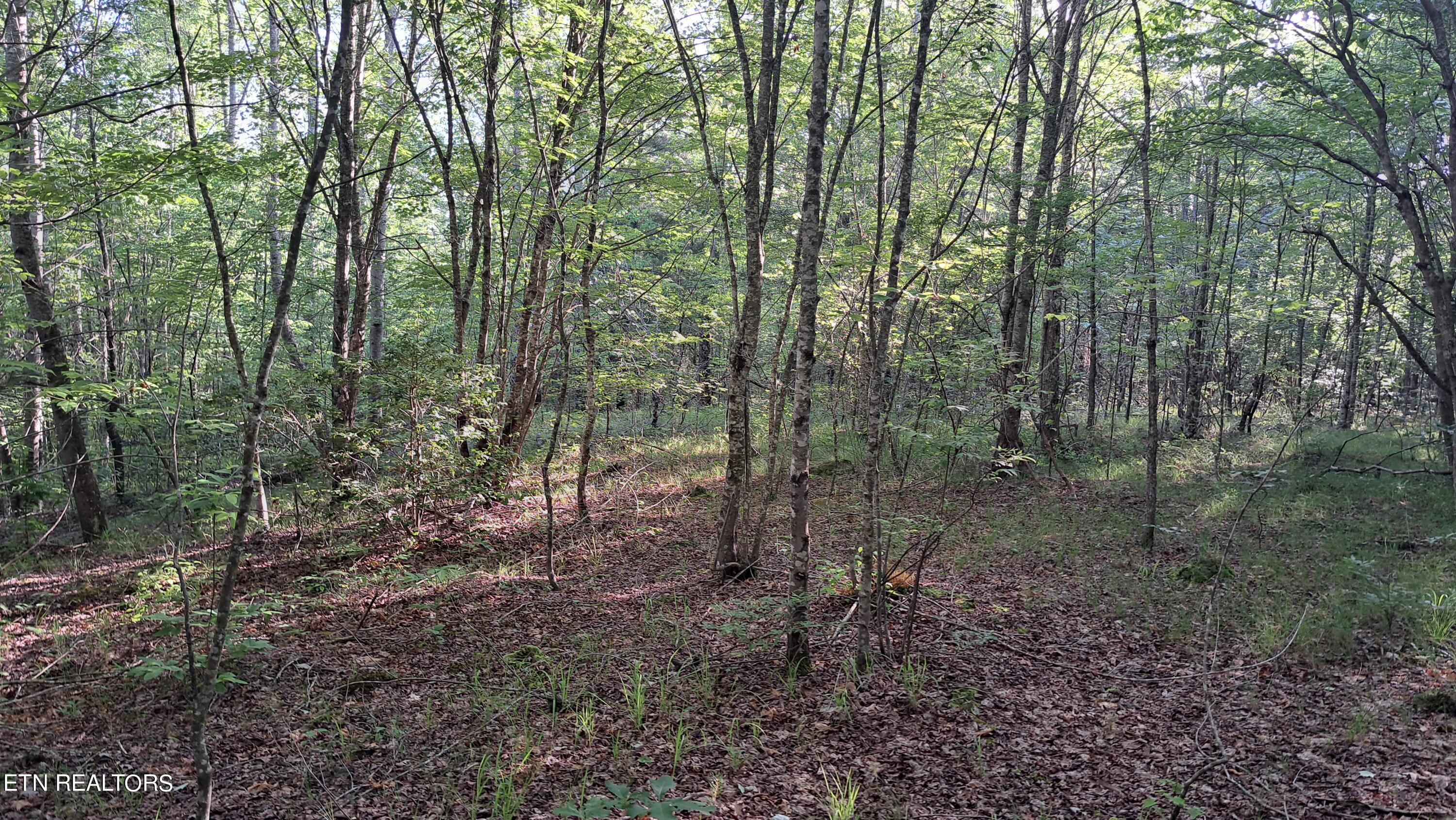 Airport Road Rockwood, TN 37854 - Photo 27 of 33 20240606_174240