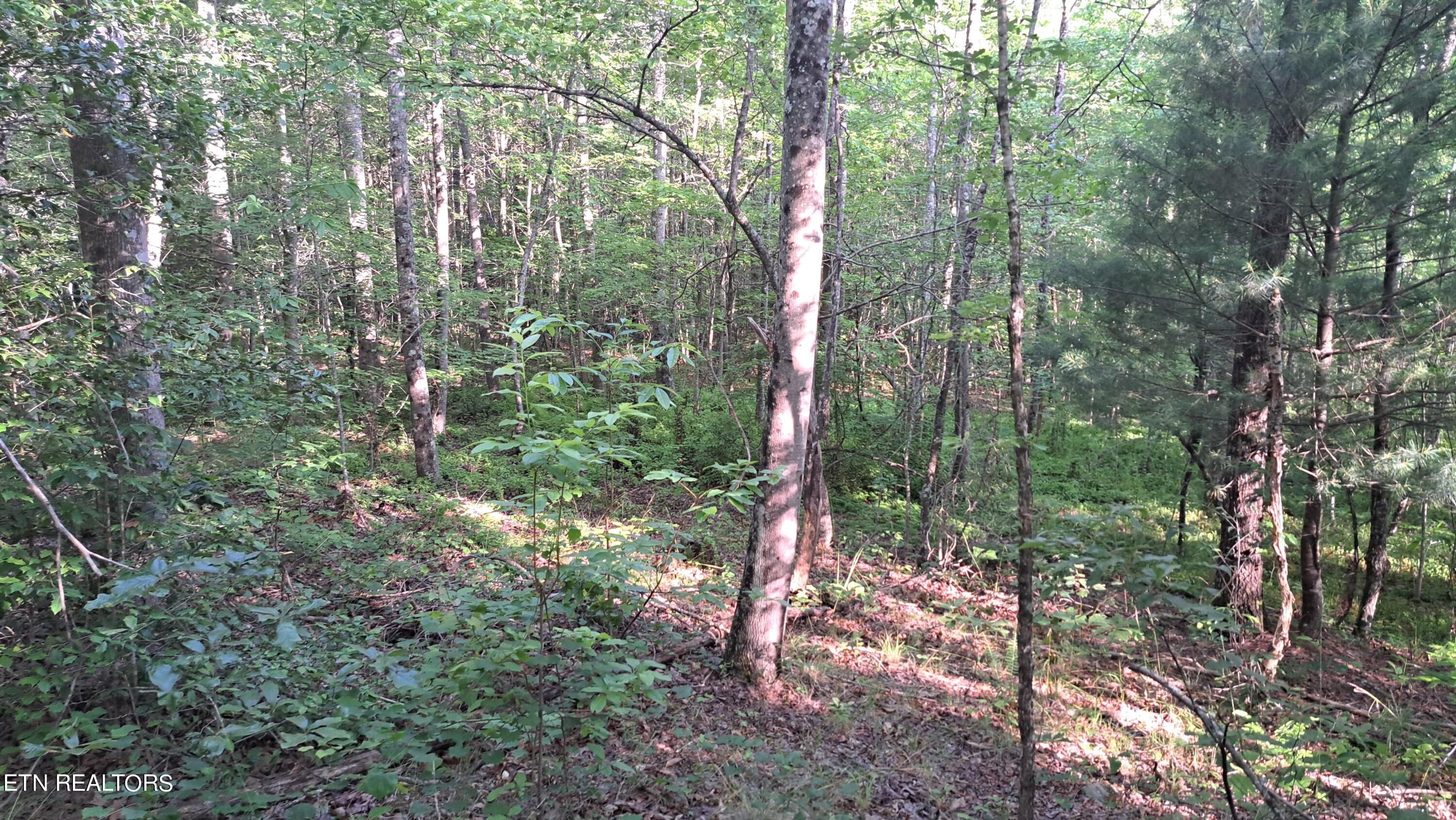 Airport Road Rockwood, TN 37854 - Photo 29 of 33 20240606_174532