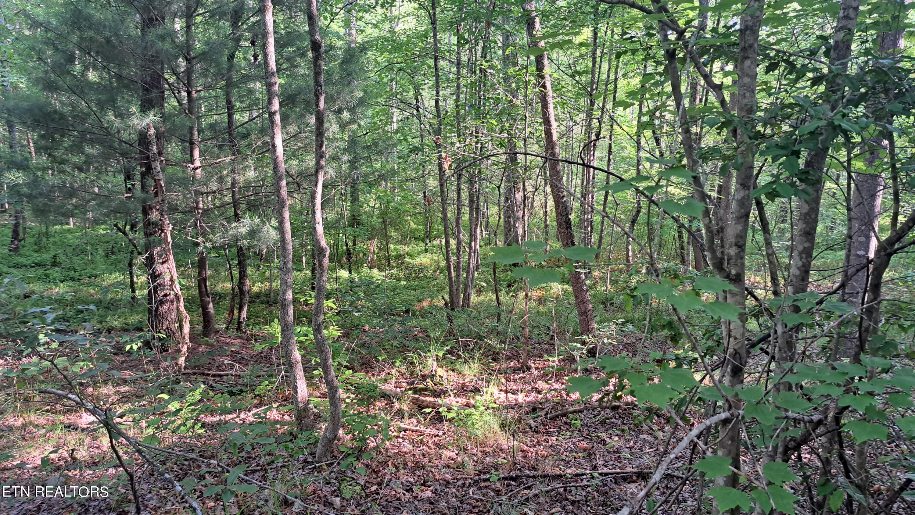 Airport Road Rockwood, TN 37854 - Photo 30 of 33 20240606_174540