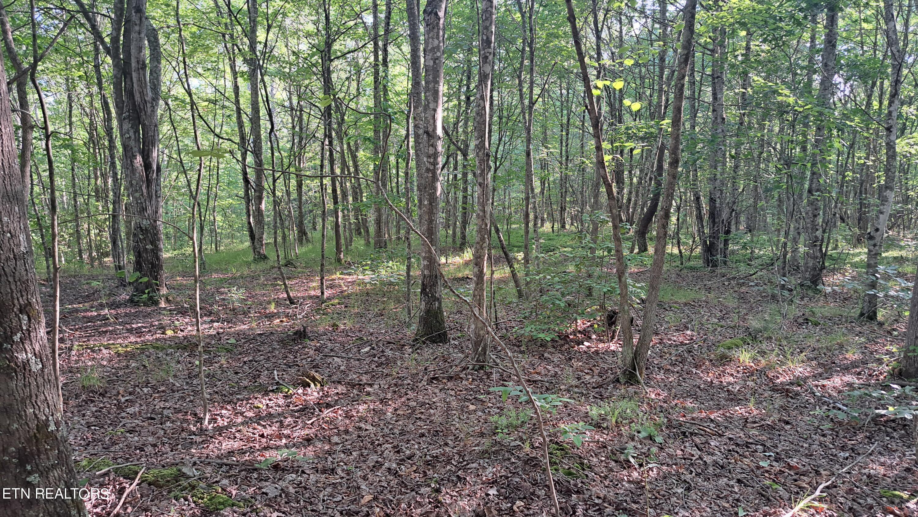 Airport Road Rockwood, TN 37854 - Photo 3 of 33 20240606_174202