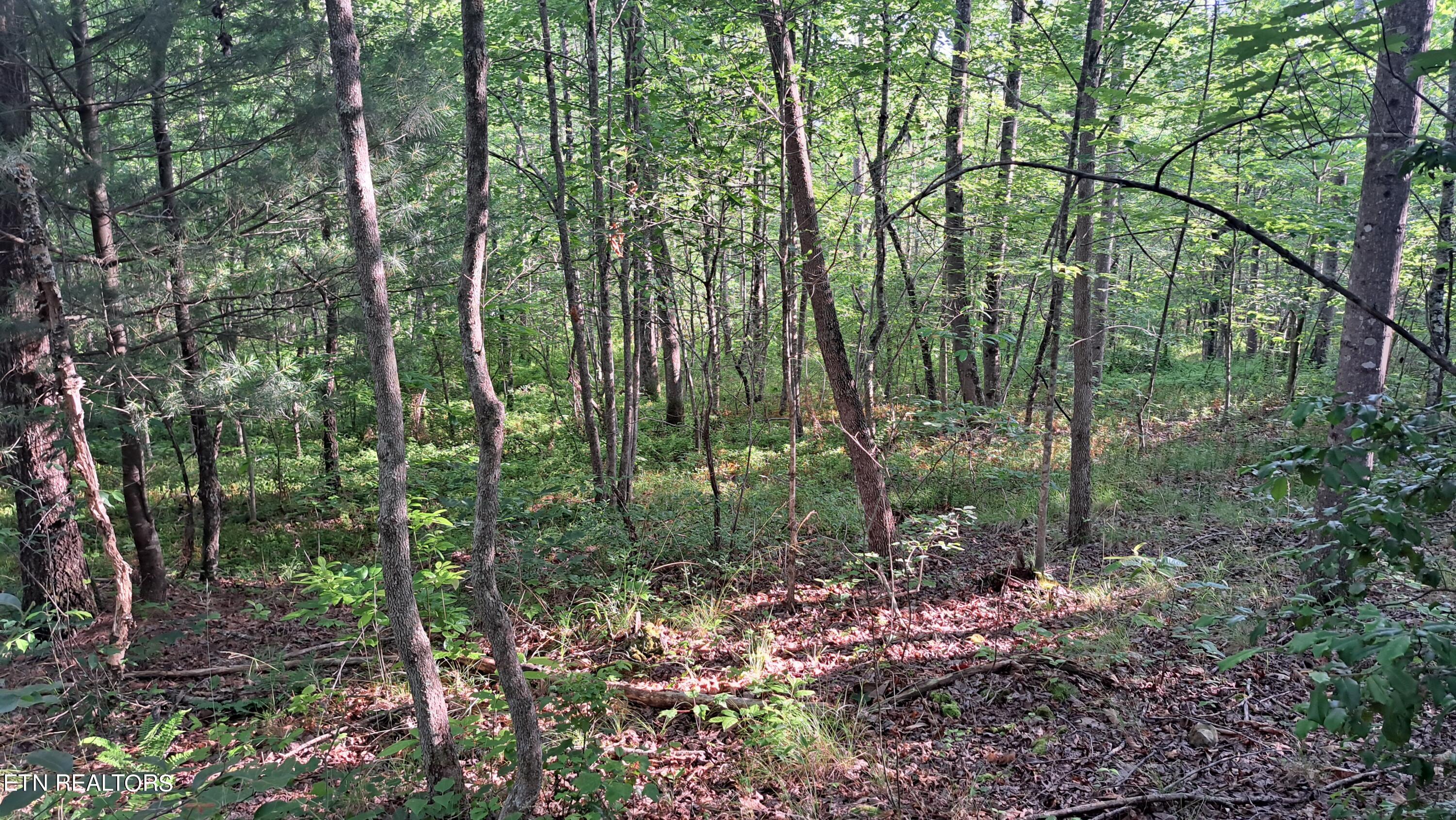 Airport Road Rockwood, TN 37854 - Photo 31 of 33 20240606_174549