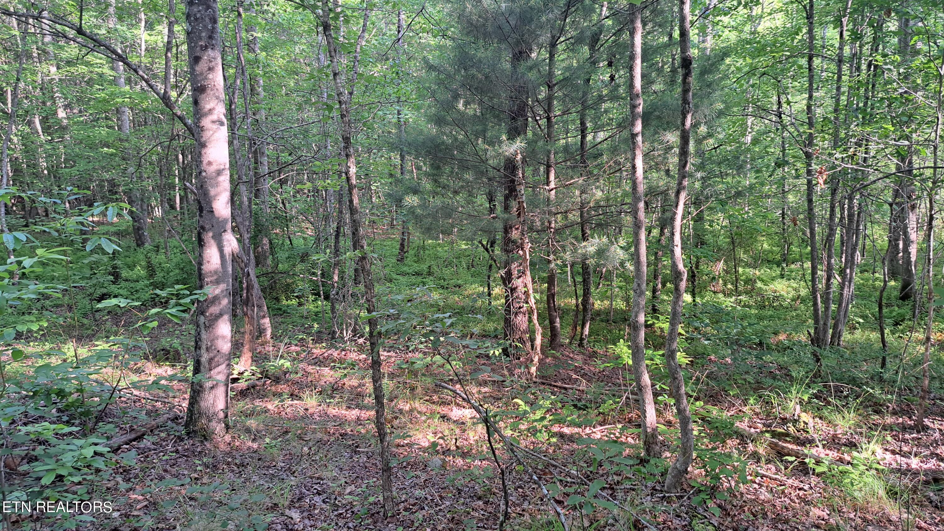 Airport Road Rockwood, TN 37854 - Photo 7 of 33 20240606_174538