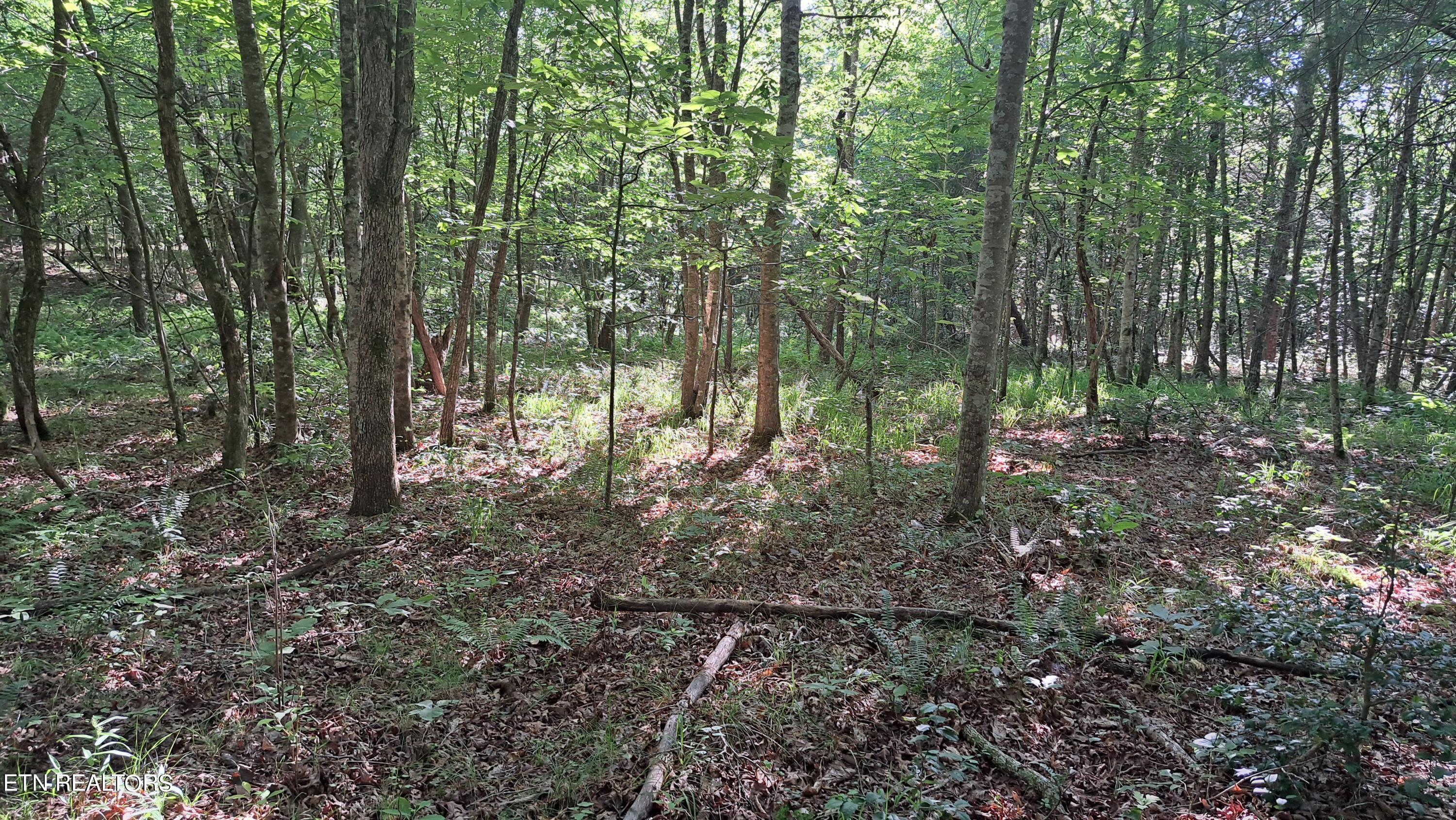 Airport Road Rockwood, TN 37854 - Photo 8 of 33 20240606_171134