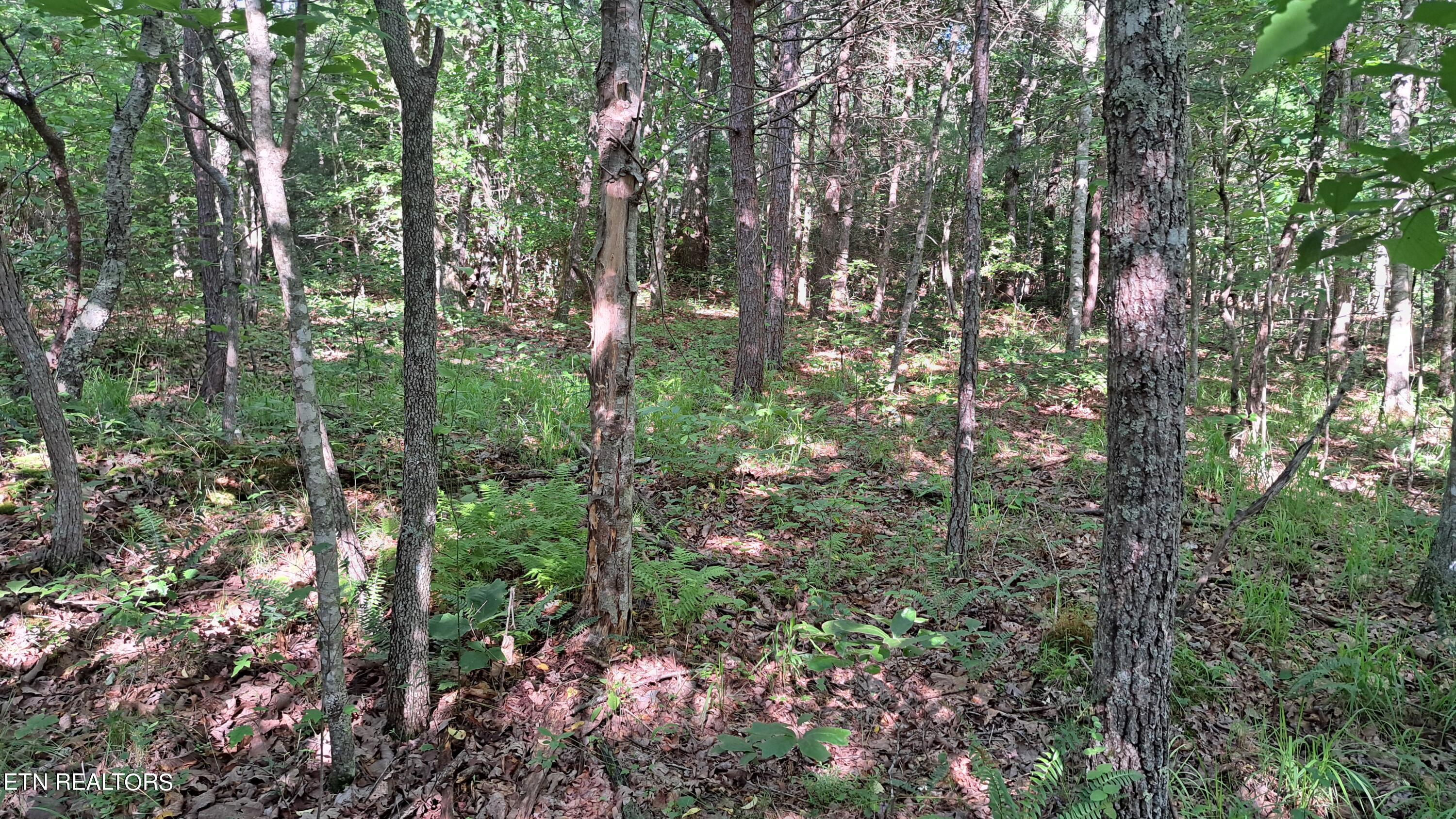 Airport Road Rockwood, TN 37854 - Photo 9 of 33 20240606_171432