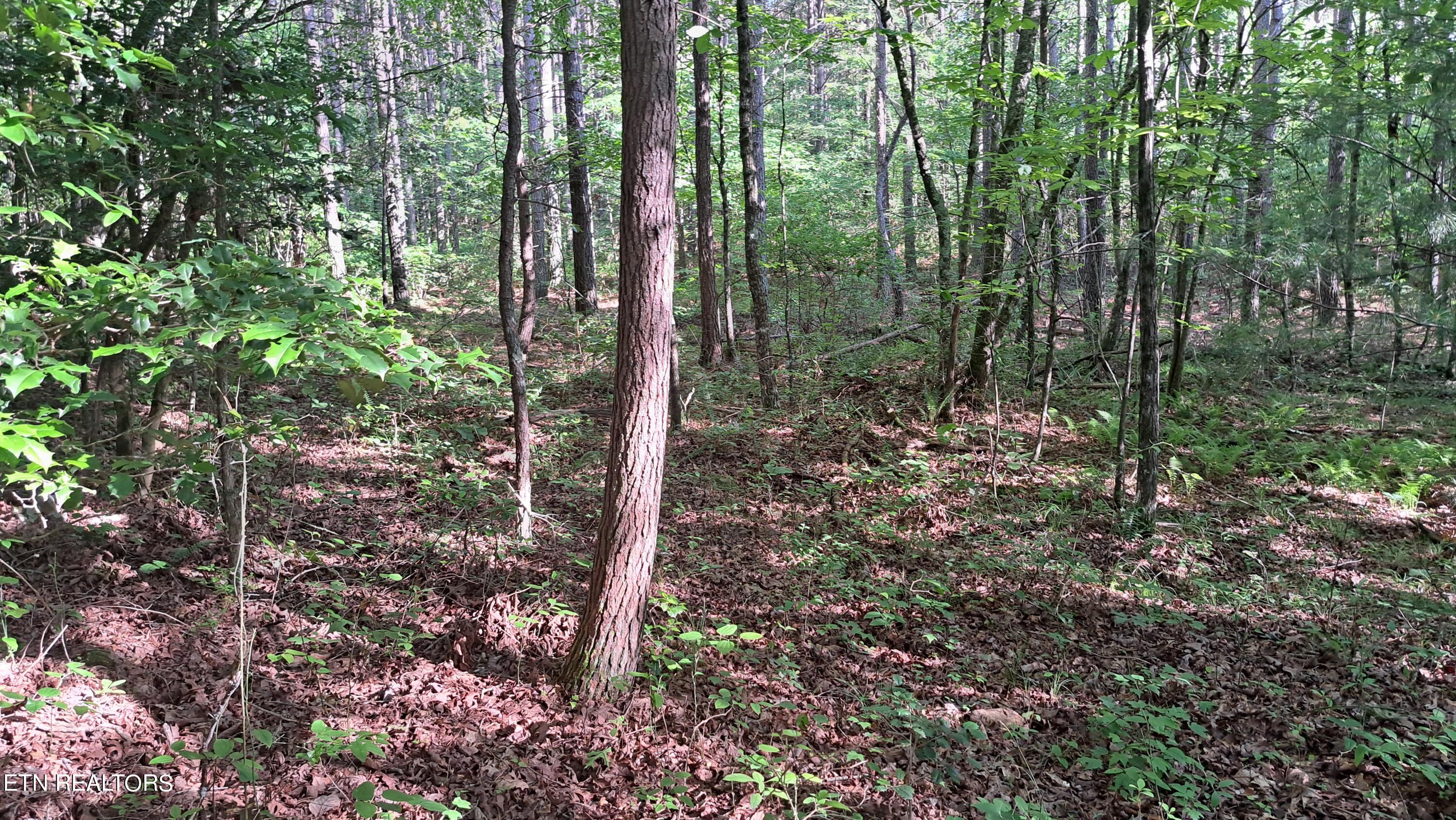 Airport Road Rockwood, TN 37854 - Photo 10 of 33 20240606_171139