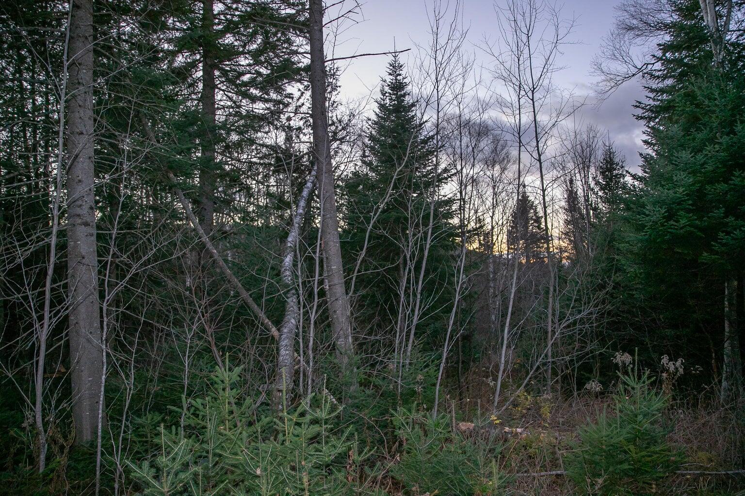 Lot 16 Mill Brook Road Sandy River Plt, ME 04970 - Photo 28 of 44
