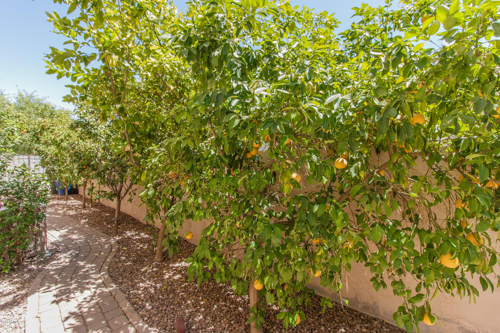 4265 East Buckboard Road Gilbert, AZ 85297 - Photo 33 of 55 33) CITRUS TREES SIDE YARD