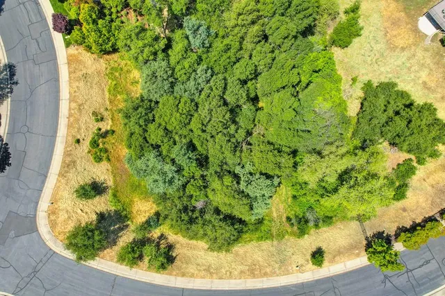a view of a garden with a plant