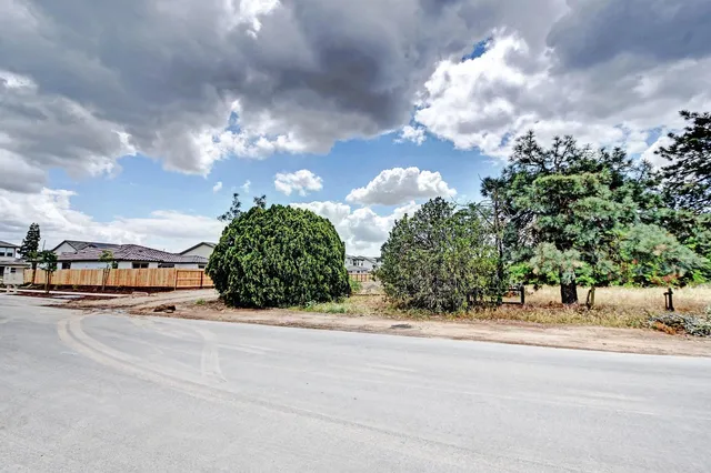 a view of a dry yard covered with trees