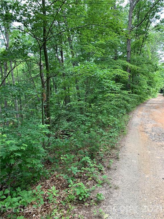 Tbd Dix Creek One Road, Unit 1 Leicester, NC 28748 - Photo 2 of 14 a view of a lush green forest