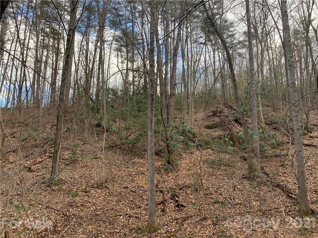 Tbd Dix Creek One Road, Unit 1 Leicester, NC 28748 - Photo 14 of 14 a view of a forest with trees in the background