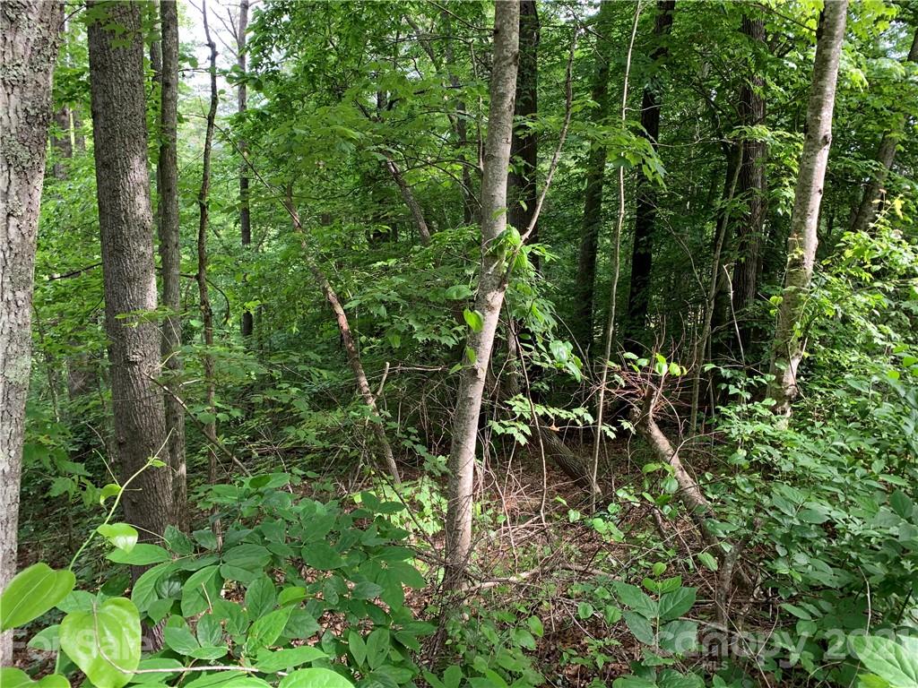 Tbd Dix Creek One Road, Unit 1 Leicester, NC 28748 - Photo 4 of 14